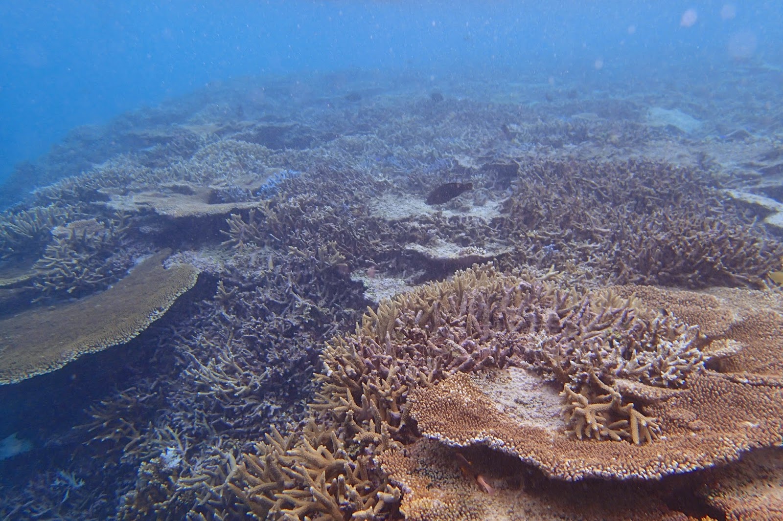 小浜島沖のサンゴ礁