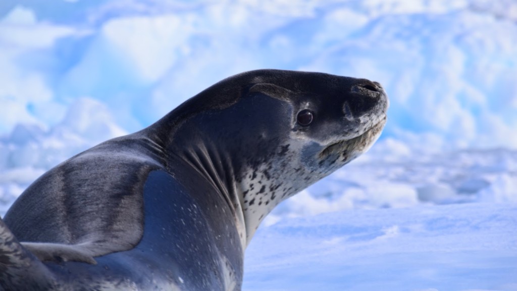 南極の生き物 動物 アザラシとオットセイ