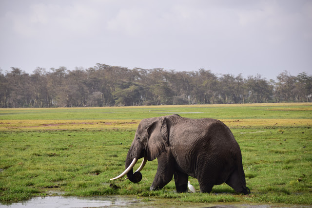 アンボセリ国立公園の象