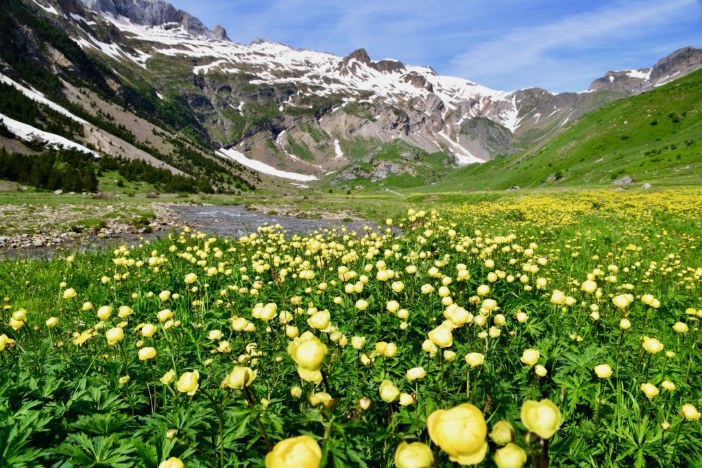 ピレネー山脈　オタル谷のお花畑
