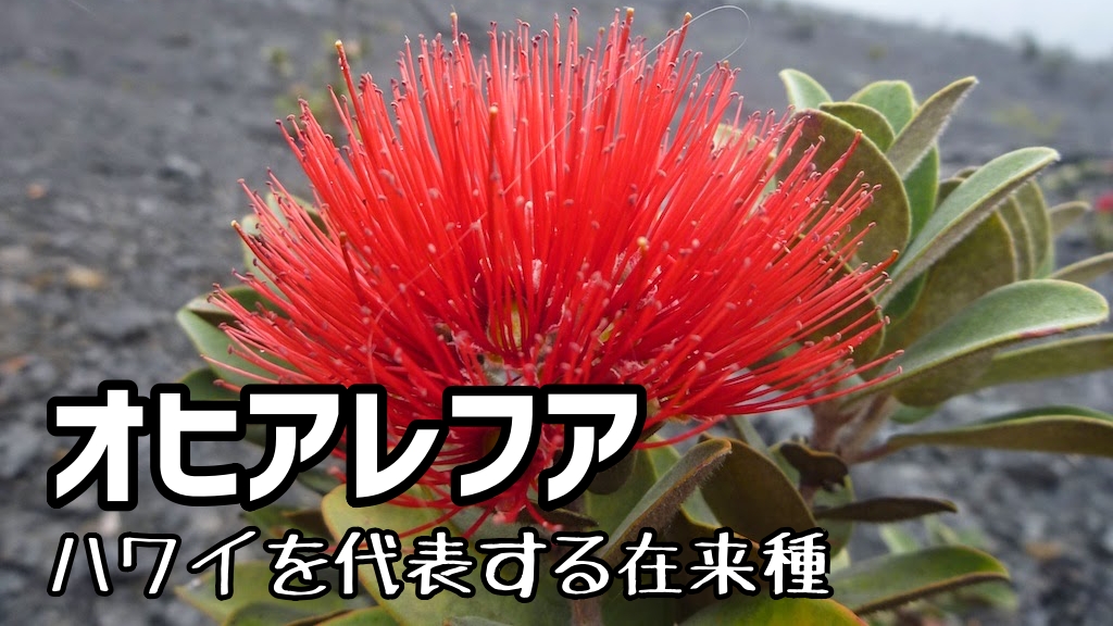 オヒアレフア　ハワイを代表する在来種