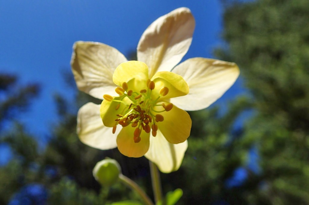 カナディアンロッキーの黄色いオダマキ プロガイドが教える高山植物